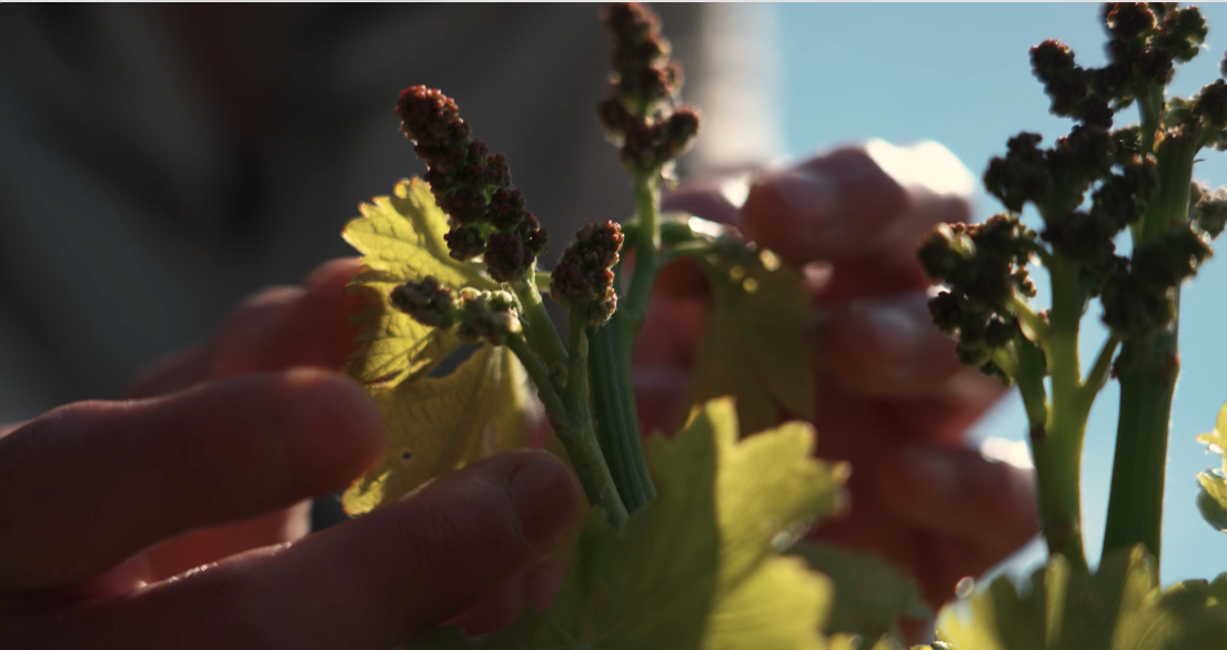 Bodega Secastilla