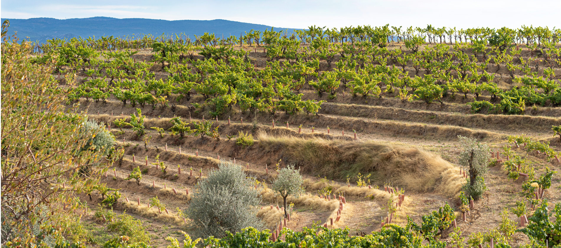 Imagen Bodega Blecua