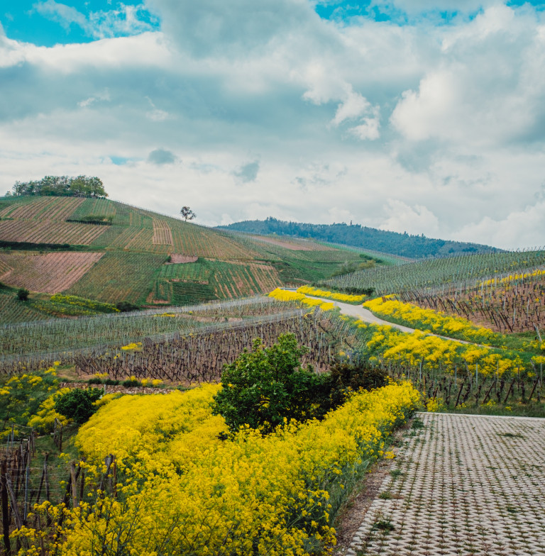 Domaine Zin Humbrecht