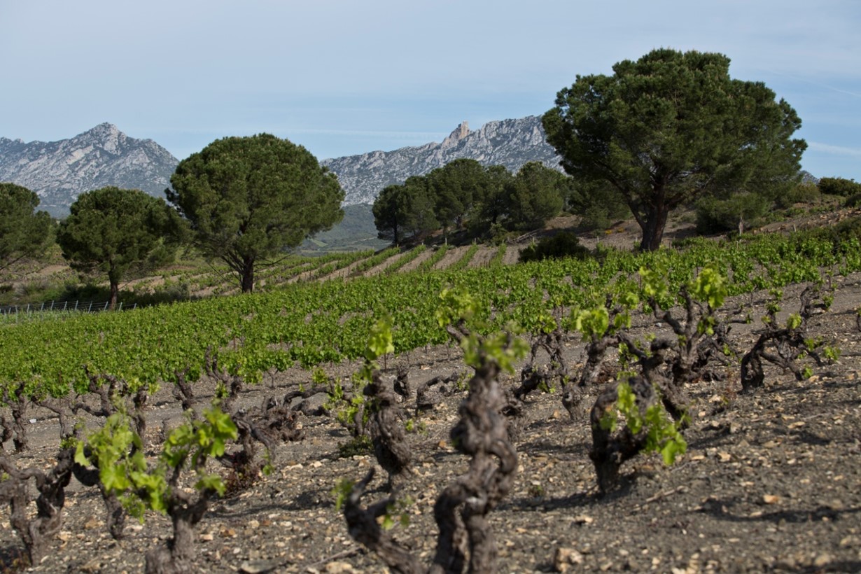 Chateau Saint Roch