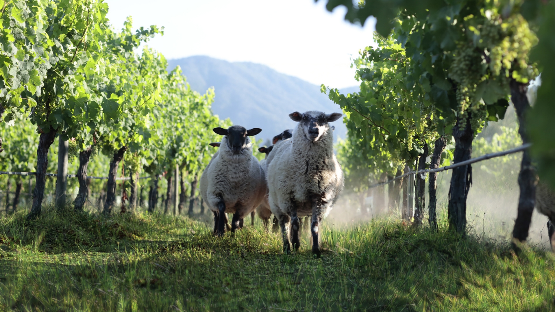 bodegas veramonte