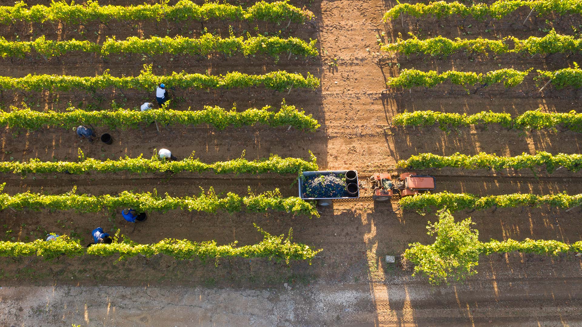 Vigneti del Salento - Gonzalez Byass USA