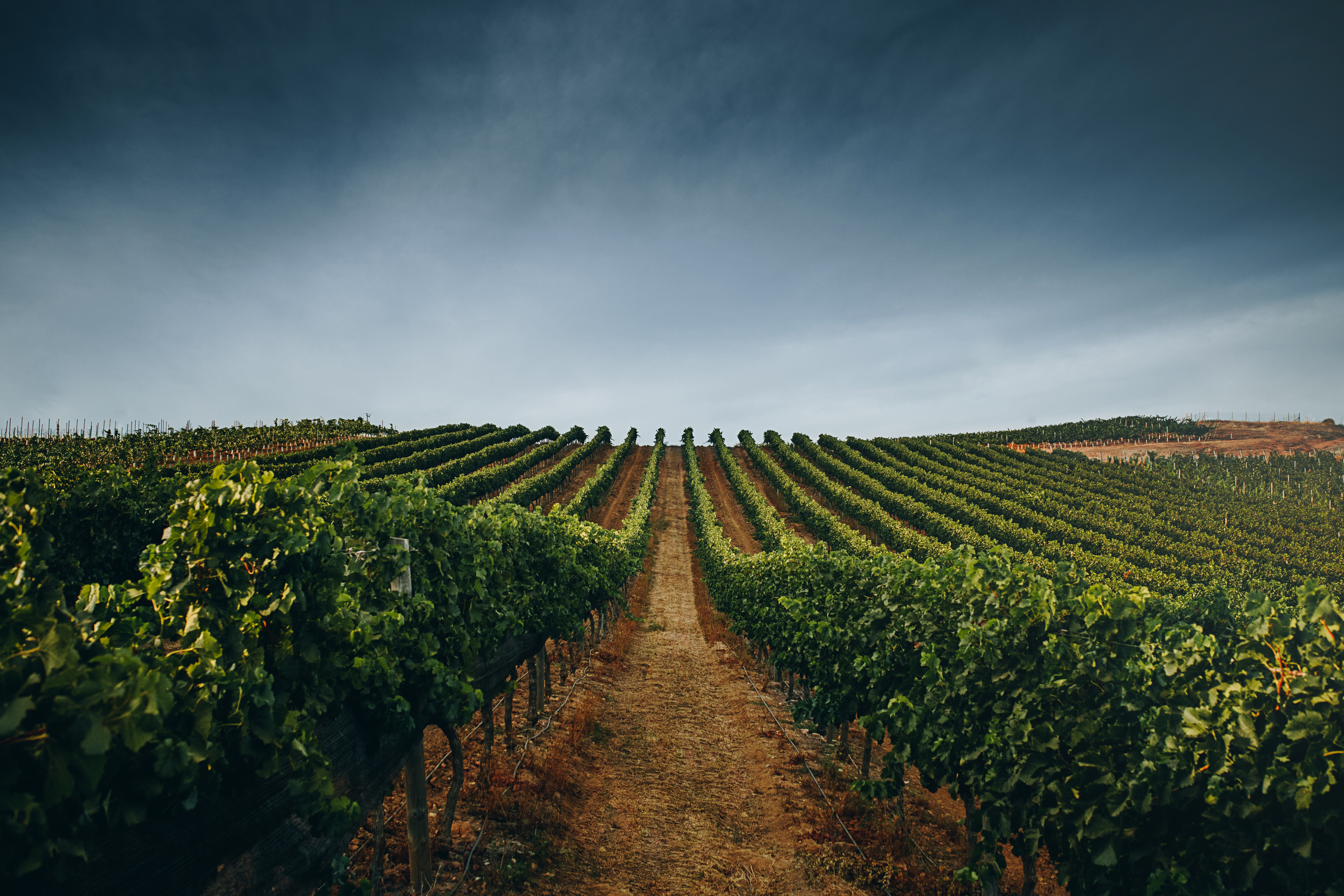 FINCA SANTA CAROLINA