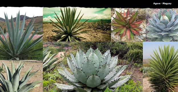 Agave - Maguey