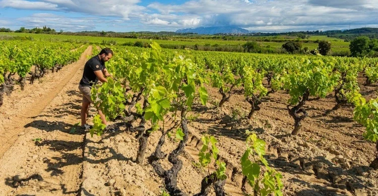 proyecto ángel de viñas
