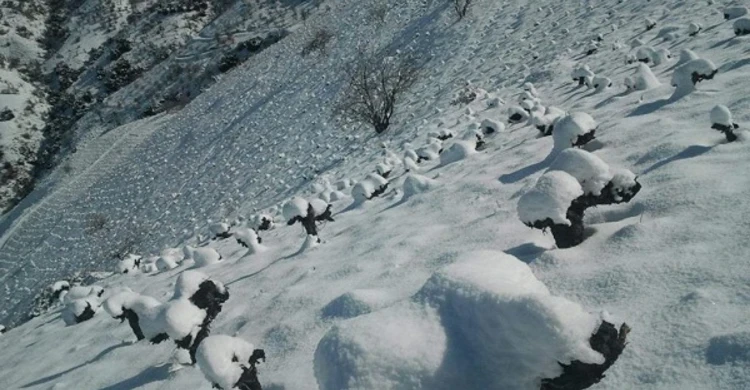 Proyecto Ángel de Viñas