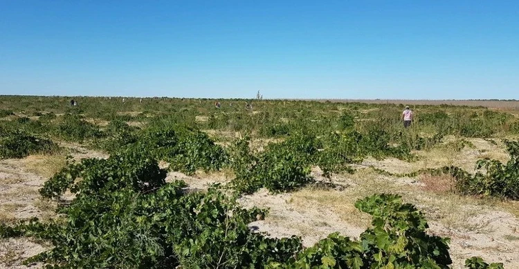 Proyecto  ángel de viñas rueda
