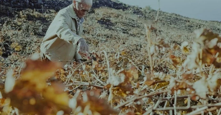 la palma angel de viñas