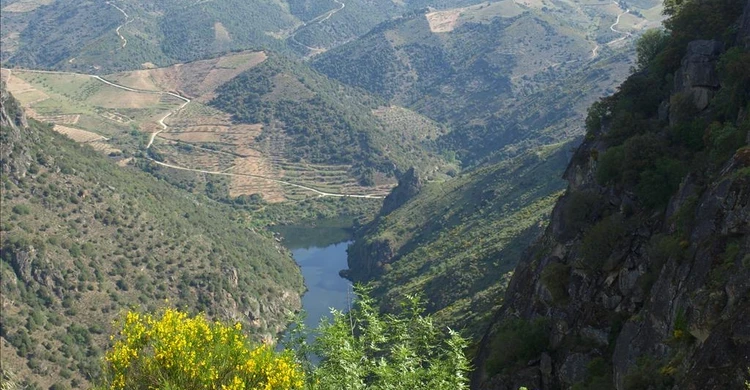 pereña de la ribera