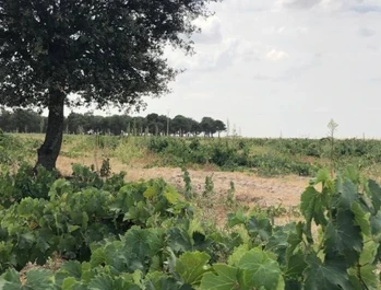 VIÑEDOS VIEJOS ANGEL DE VIÑAS