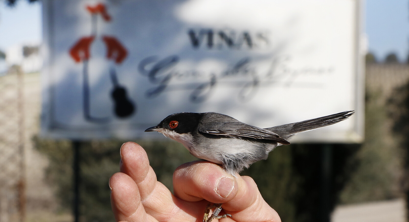 VIDas: Anillamiento aves en Jerez People + Planet González Byass