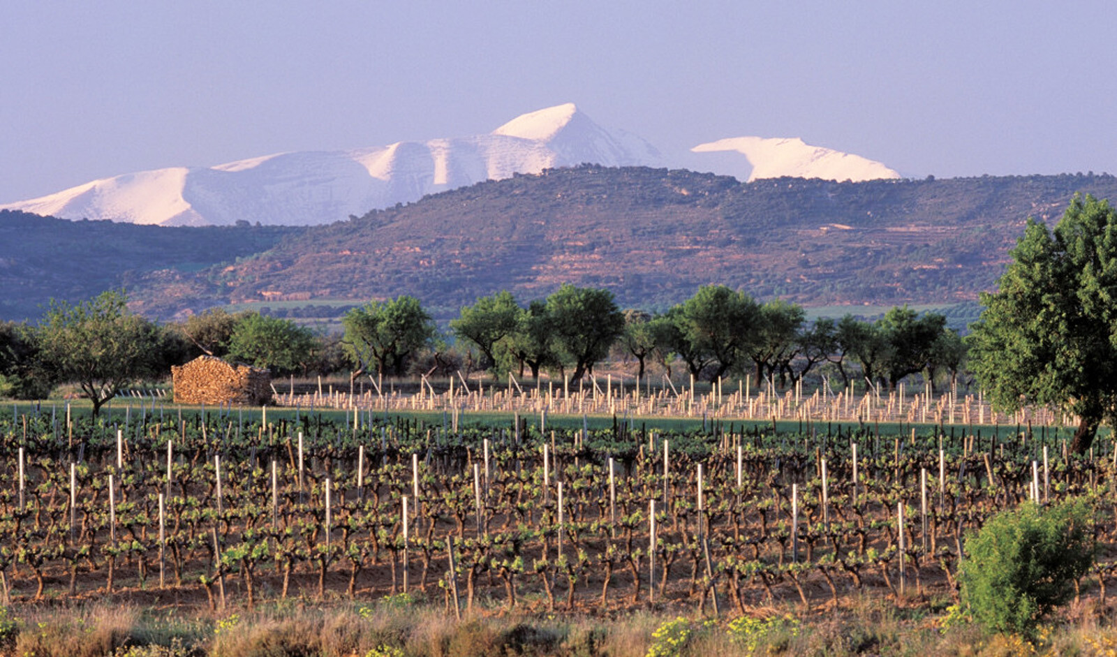 viñedos Viñas del Vero
