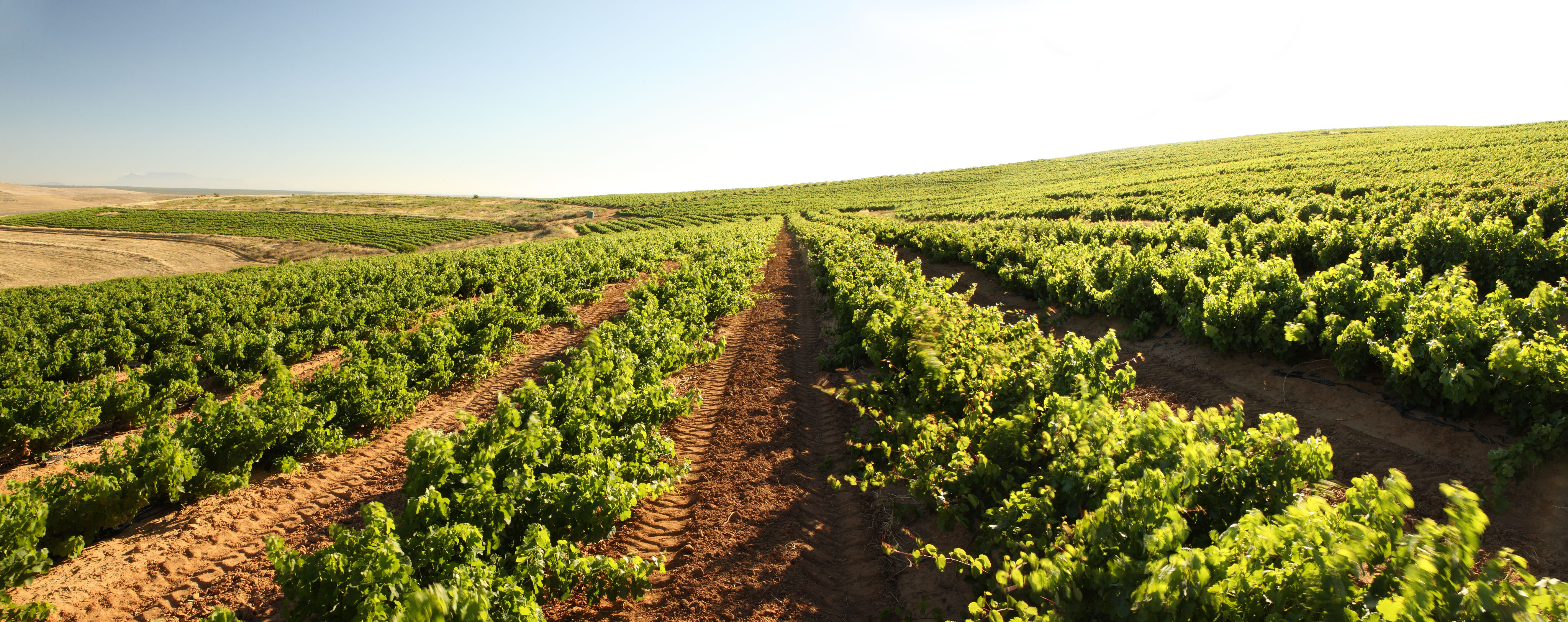 Groenekloof Vineyards Neil Ellis South Africa 