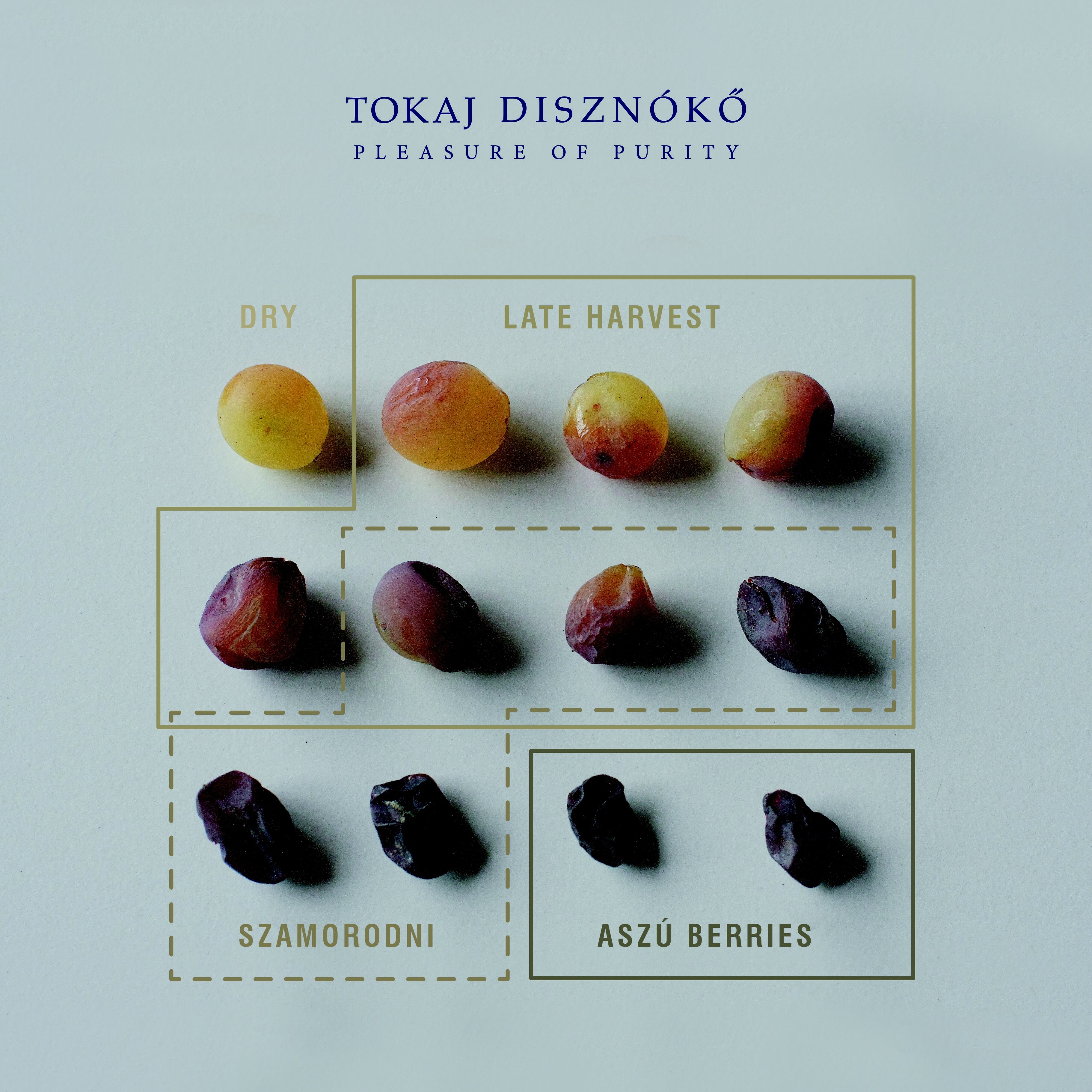 Tokaji grapes