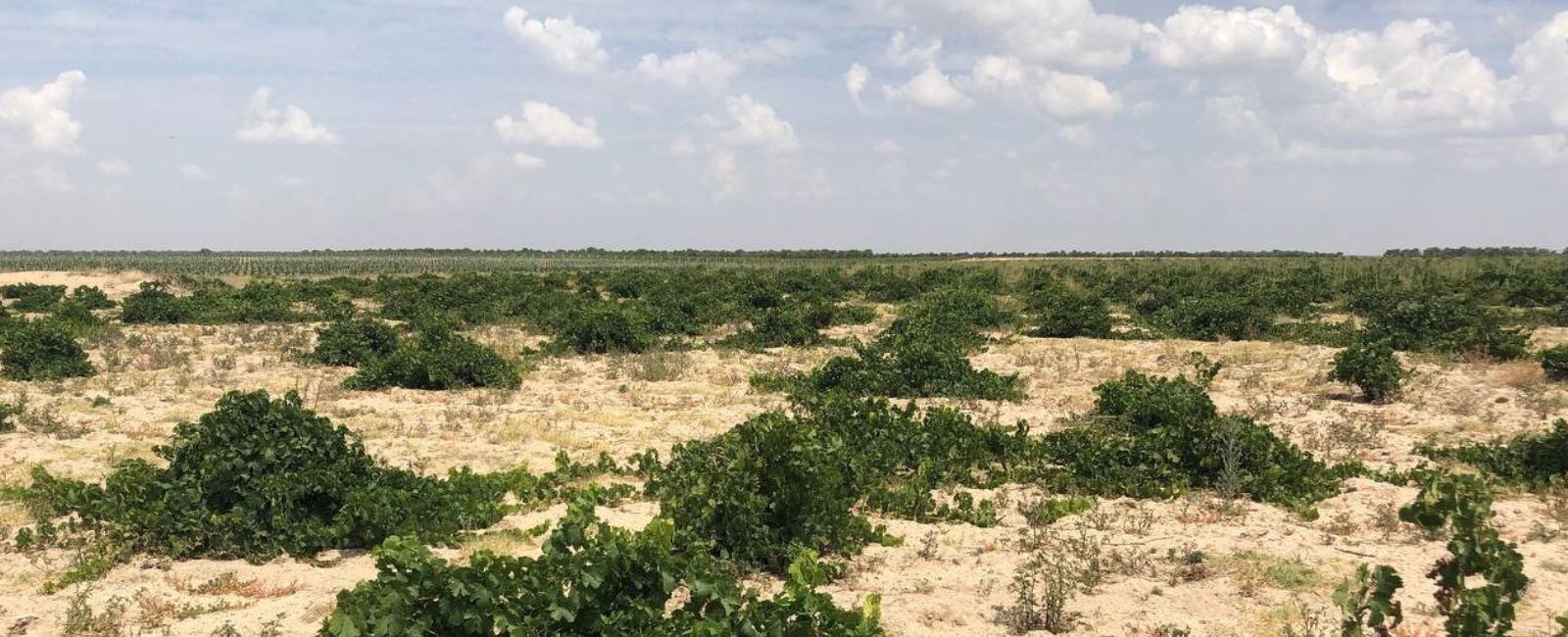 Un viñedo de 74 años en la D.O. Rueda  