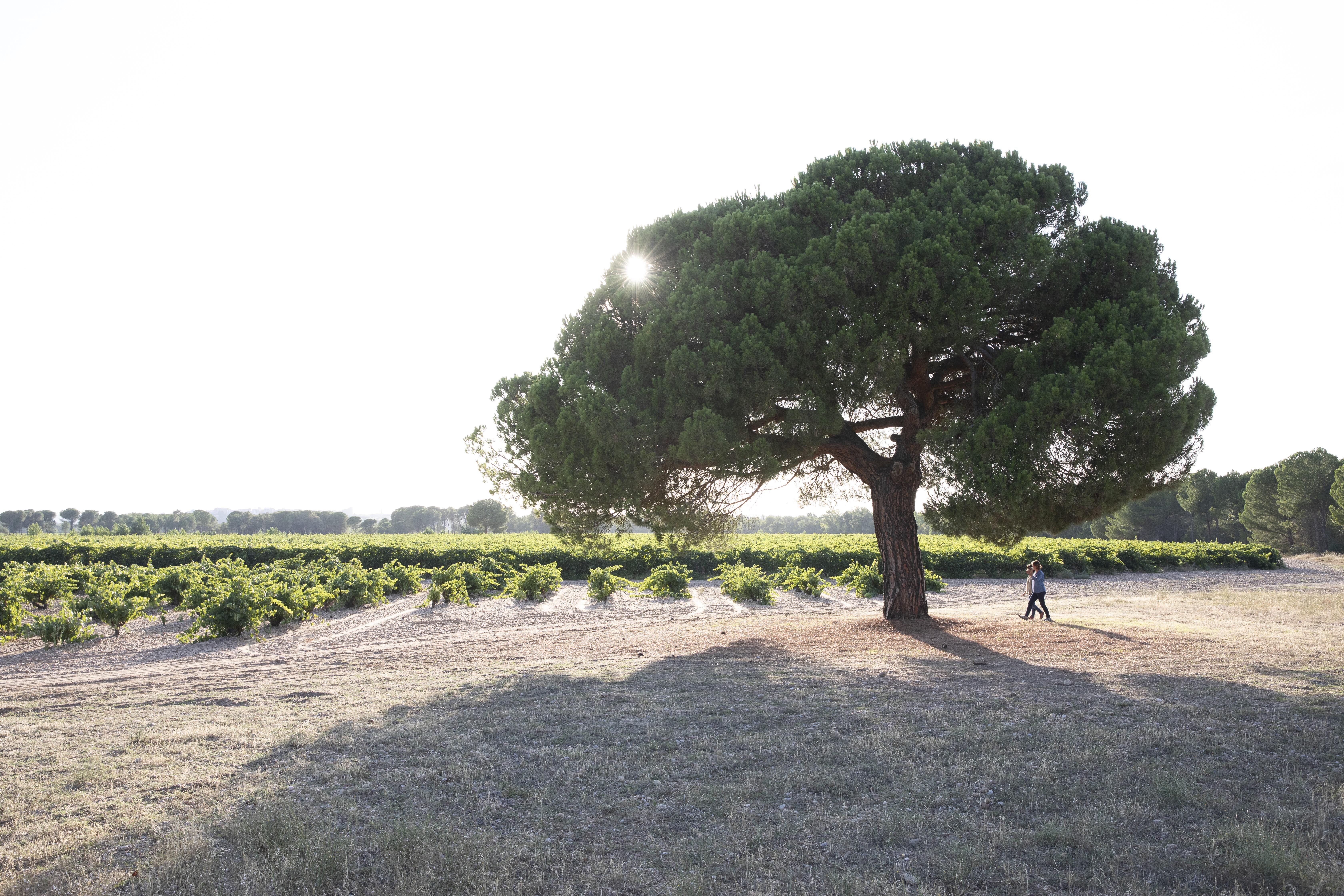 Viñedo Dominio Fournier en la Ribera del Duero