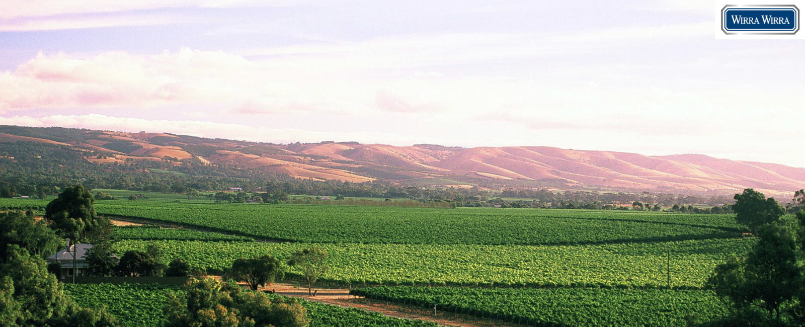 vineyard view wirra wirra 