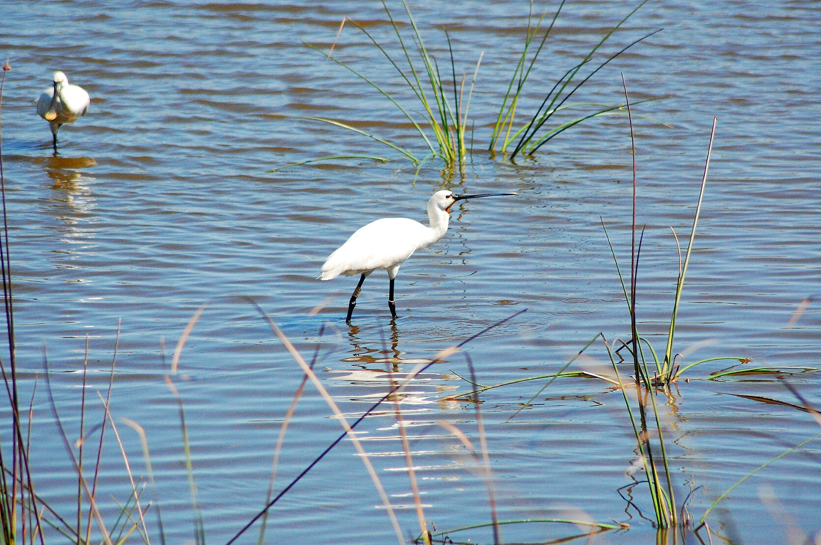 coto de doñana gonzález byass