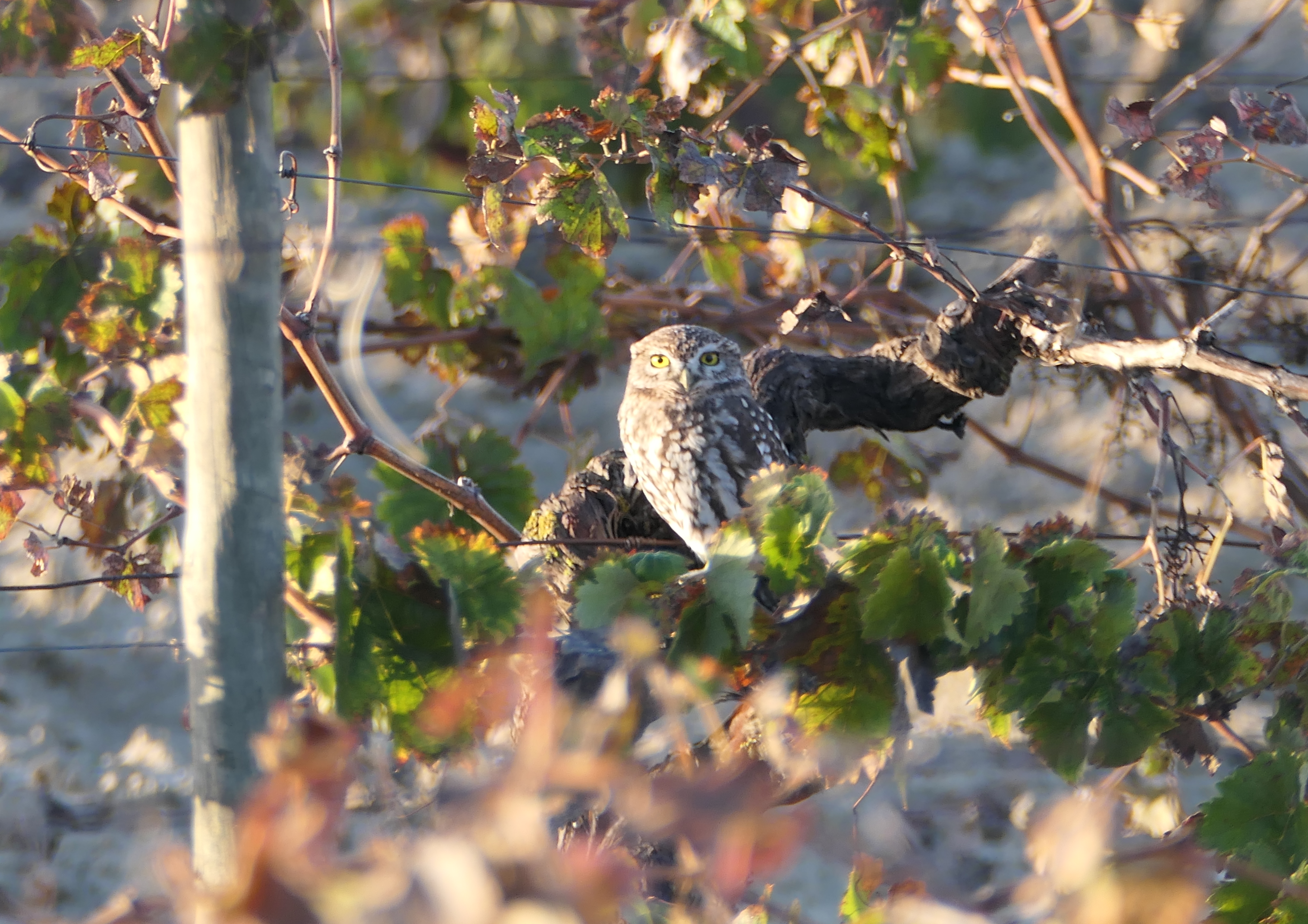 Owl in vineyard