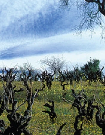 Bodega Secastilla