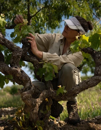 Bodega Secastilla