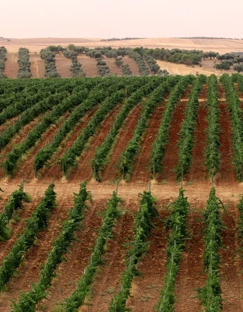 finca constancia viñedos