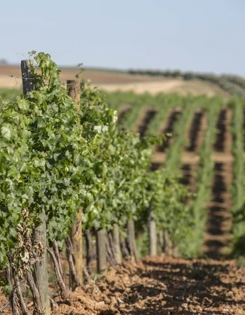 finca constancia viñedos