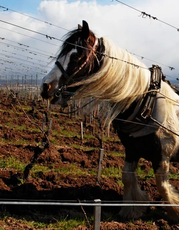 Domaine Zin Humbrecht