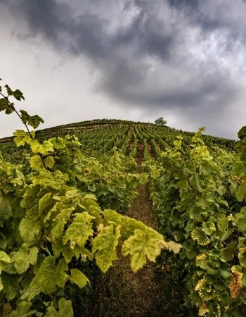 Domaine Zin Humbrecht