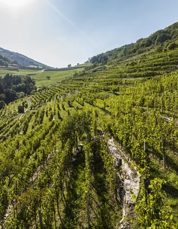 domane wachau