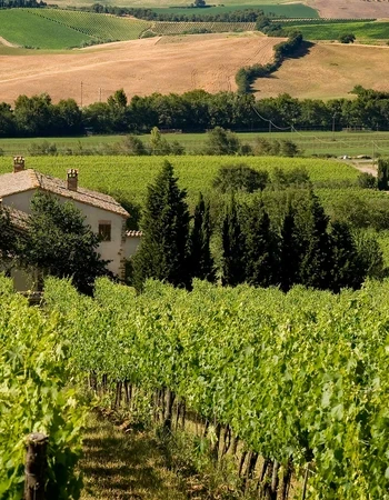 VISTAS BODEGA FAMIGLIA CASTELLANI