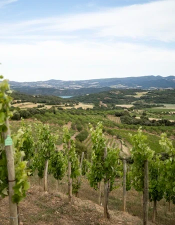 Bodega Viñas del Vero