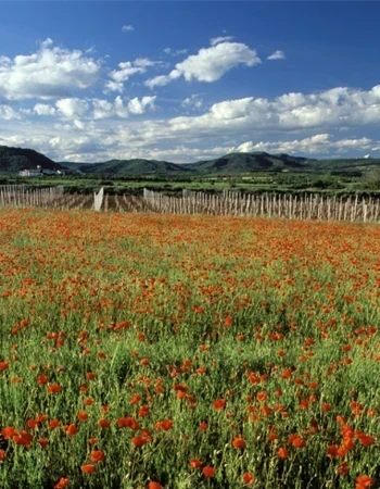 Bodega Viñas del Vero