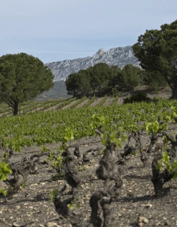 Chateau Saint Roch