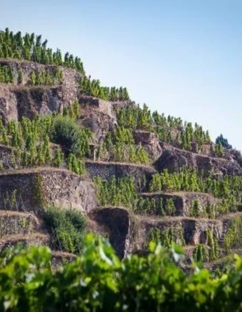 bodega vidal fleury