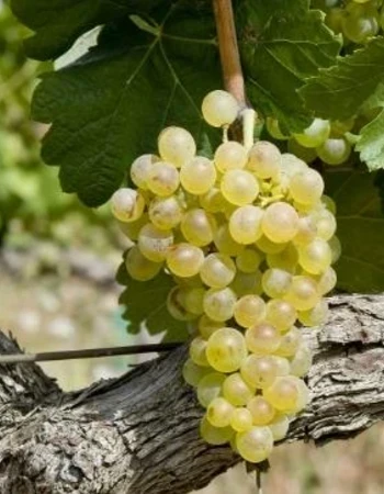 bodega vidal fleury