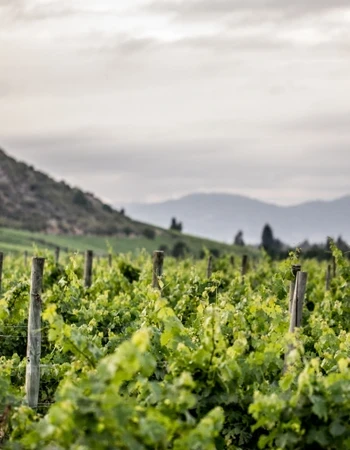 Bodega Veramonte