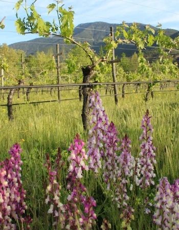 Bodega Veramonte
