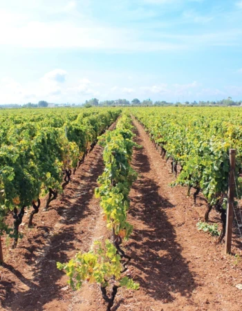 gonzalez-byass-usa-vigneti-del-salento