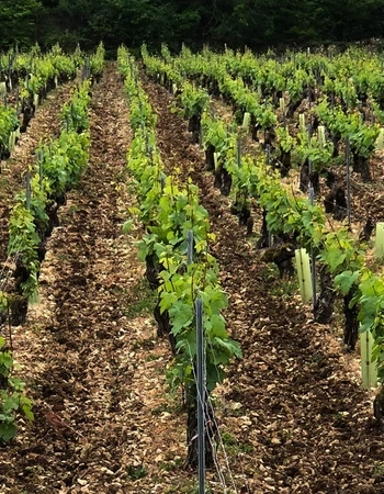 gonzalez-byass-usa-domaine-testut gonzalez-byass-usa-domaine-testut