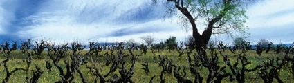 Bodega Secastilla