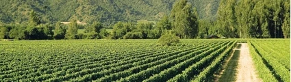 Bodega Veramonte