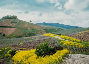 Domaine Zin Humbrecht