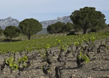 Chateau Saint Roch