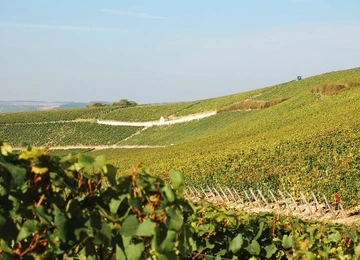 jean-bouchard bodega