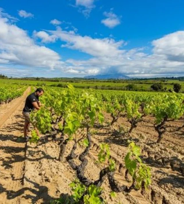 Dos viñedos singulares en el corazón de Espiells