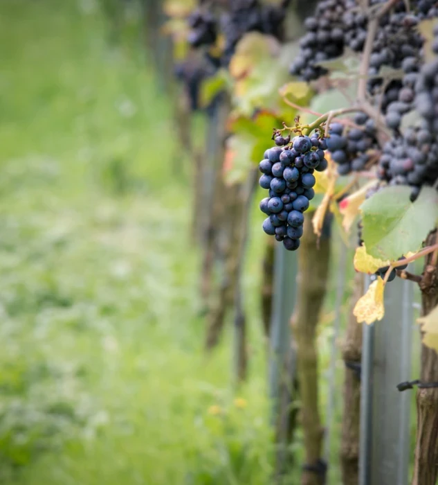 pinot noir bunch