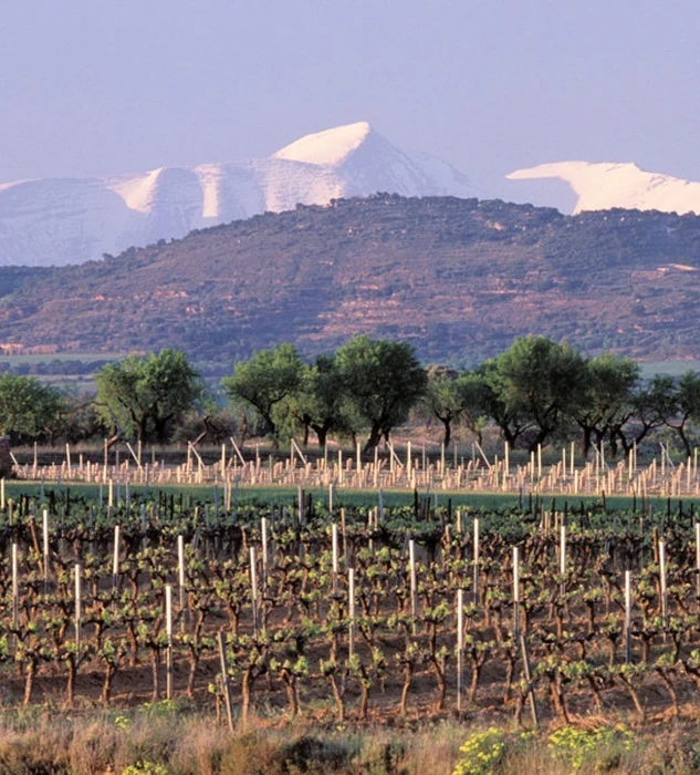 viñedos Viñas del Vero