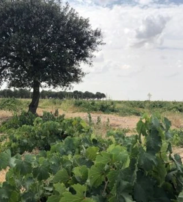Conoce más sobre Ángel de Viñas, nuestro apoyo a viñedos viejos