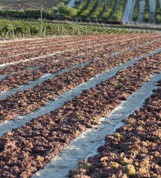 Viñedo de González Byass de la variedad de uva Pedro Ximene